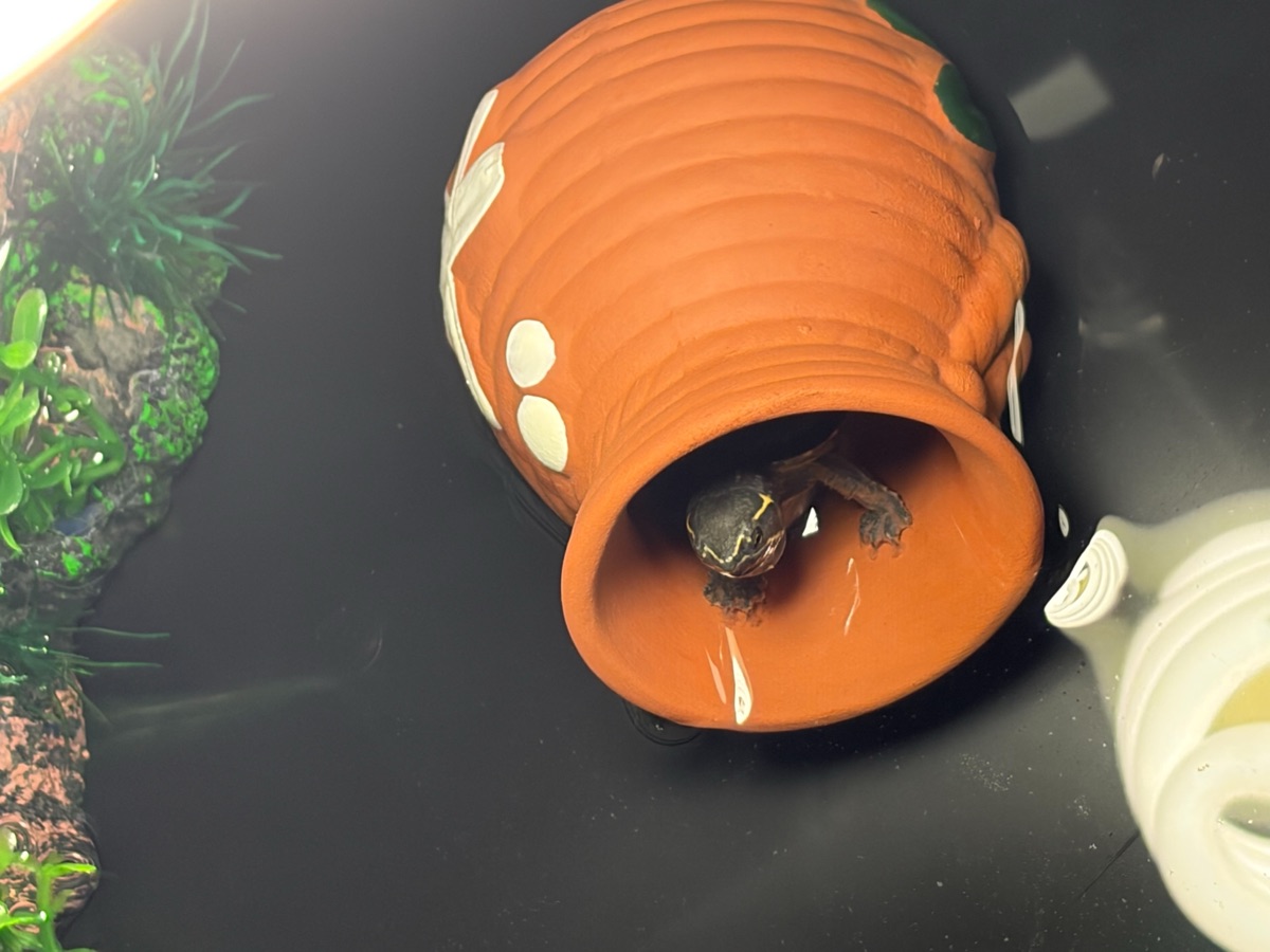 水槽の中で、植木鉢の隠れ家から顔を出している小さな亀